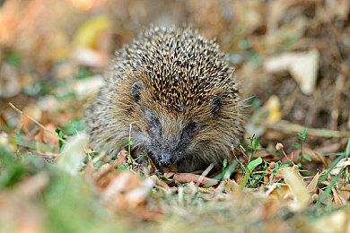 《霍格沃兹的遗产》“湖边练功”实机 年内发售